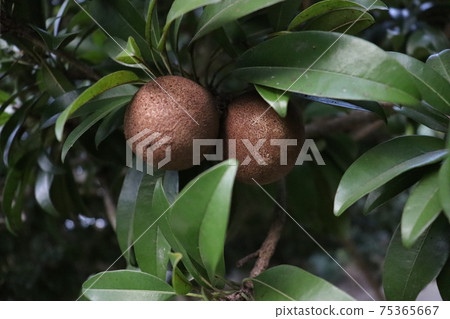 tasty and healthy sapodilla on tree tasty and healthy sapodilla on tree 75365667