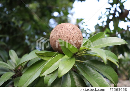 tasty and healthy sapodilla on tree tasty and healthy sapodilla on tree 75365668