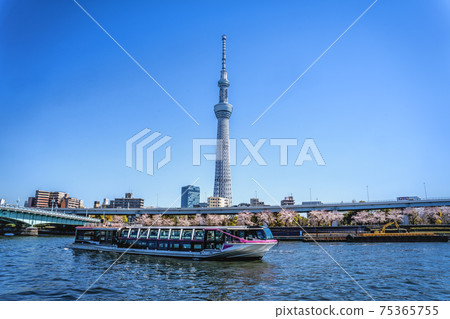 Cherry blossoms, pleasure boats, Sky Tree and blue sky 75365755