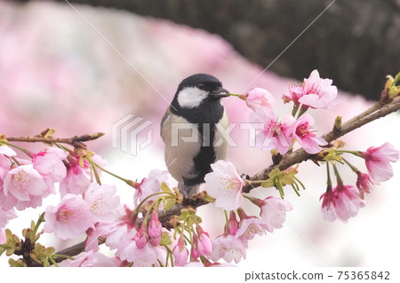 Great tit with cherry blossoms 75365842
