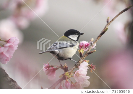 Great tit seeking cherry nectar Great tit seeking cherry nectar 75365946
