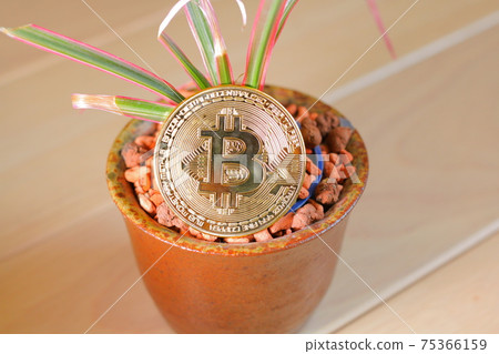 Golden virtual currency Bitcoin and growing Sansevieria plants 75366159