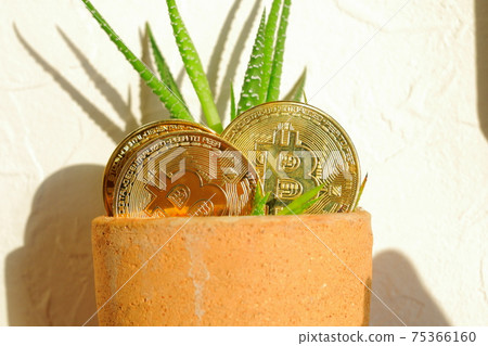 黃金虛擬貨幣比特幣和日益增長的虎尾蘭植物 黃金虛擬貨幣比特幣和日益增長的虎尾蘭植物 75366160