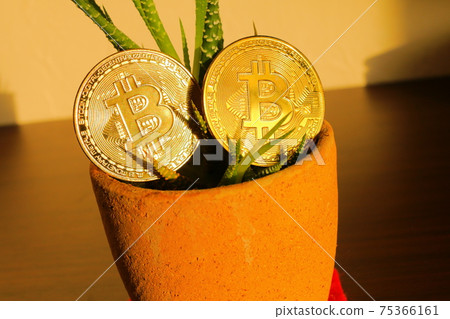 黃金虛擬貨幣比特幣和日益增長的虎尾蘭植物 黃金虛擬貨幣比特幣和日益增長的虎尾蘭植物 75366161