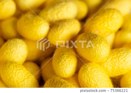 Group of silkworm in yellow cocoon stage background 75366221