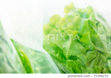 Close up fresh organic green oak in plastic bag for sale, green oak for healthy vegetable salad. 75366233
