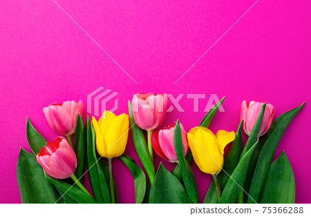 Bright spring or summer background with fresh tulips Bright spring or summer background with fresh tulips 75366288