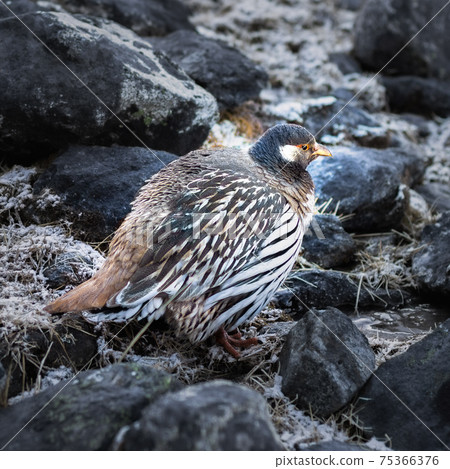 Himalayan snowcock bird (Tetraogallus himalayensis) among stones. Sagarmatha, Khumbu Region, Himalaya, Nepal Himalayan snowcock bird (Tetraogallus himalayensis) among stones. Sagarmatha, Khumbu Region, Himalaya, Nepal 75366376