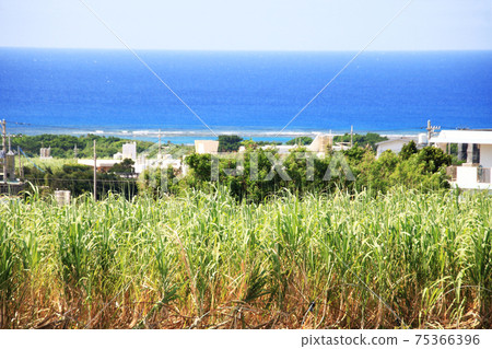 Okinawa scenery A house with a view of sugar cane and the sea Okinawa scenery A house with a view of sugar cane and the sea 75366396