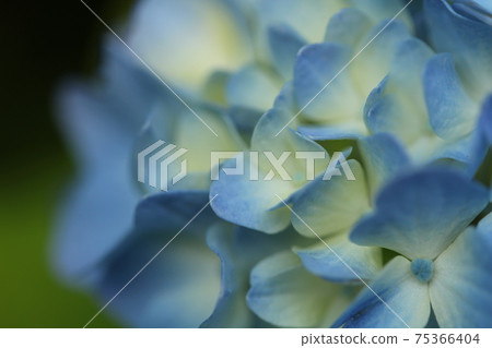 繡球 繡球 75366404