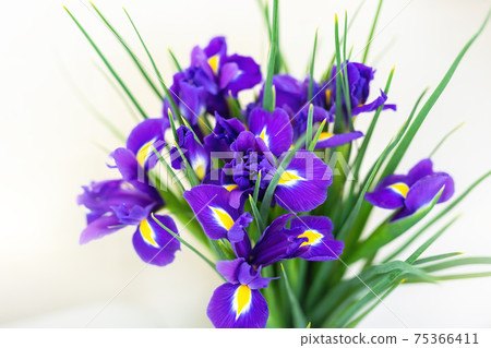 Close-up bunch of fresh beautiful purple and yellow irises flower bouquet on white background. Floral blossoming plant gift present 75366411