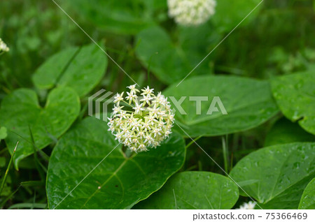 Ikema flowers 75366469