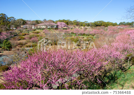 鹿兒島縣吉野公園的李子盛開 鹿兒島縣吉野公園的李子盛開 75366488