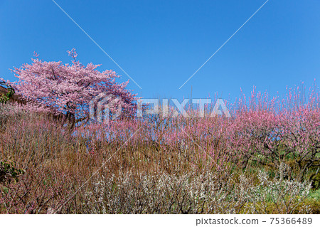 鹿兒島縣吉野公園的李子盛開 鹿兒島縣吉野公園的李子盛開 75366489