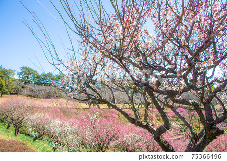 Plums in Yoshino Park, Kagoshima Prefecture, in full bloom 75366496