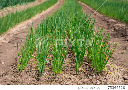 Welsh onion seedling Matsumoto one green onion Welsh onion seedling Matsumoto one green onion 75366528