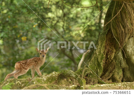 Deer record 66 75366651