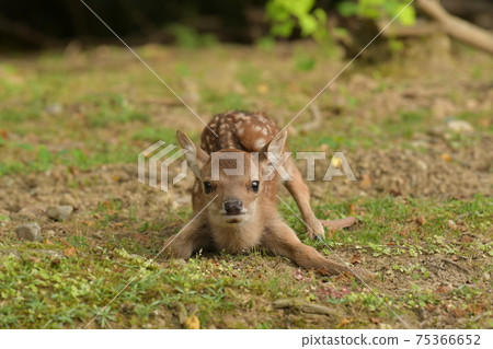 Deer record 67 Deer record 67 75366652