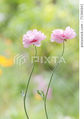 Ranunculus 75366841