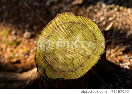 Logged trees 75367093