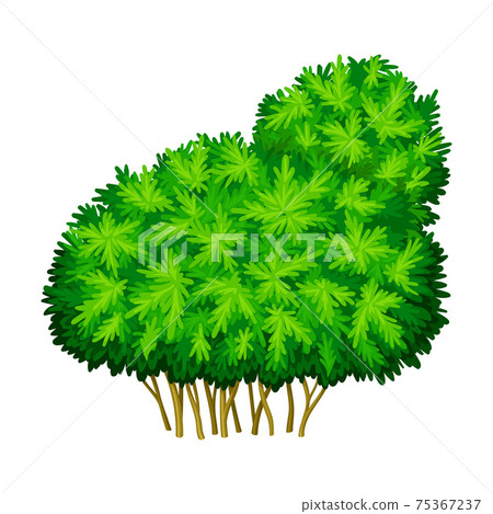 Green Bush or Underwood with Branched Stem as Perennial Woody Plant Vector Illustration Green Bush or Underwood with Branched Stem as Perennial Woody Plant Vector Illustration 75367237
