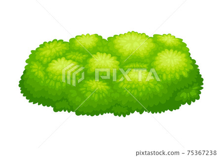 Small-sized Bush as Perennial Woody Plant with Dense Foliage Cover Vector Illustration Small-sized Bush as Perennial Woody Plant with Dense Foliage Cover Vector Illustration 75367238