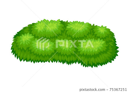 Small-sized Bush as Perennial Woody Plant with Dense Foliage Cover Vector Illustration 75367251