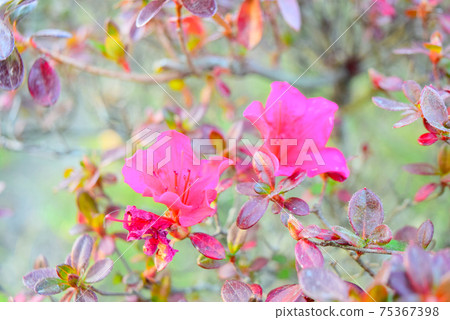 粉紅色的花朵 75367398