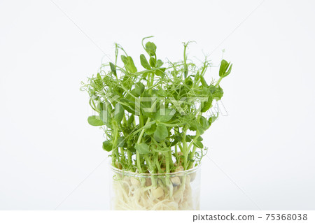 微香草瘋豌豆 微香草瘋豌豆 75368038
