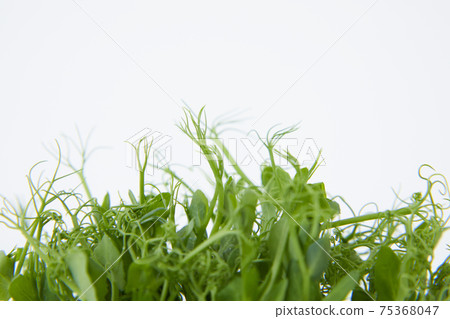 Micro herb crazy pea Micro herb crazy pea 75368047