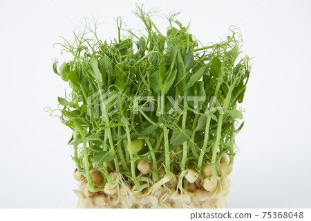 Micro herb crazy pea Micro herb crazy pea 75368048