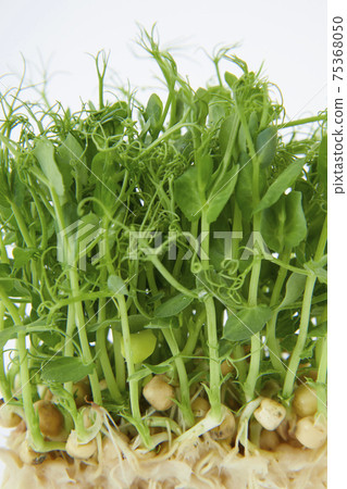 微香草瘋豌豆 微香草瘋豌豆 75368050