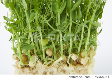 微香草瘋豌豆 微香草瘋豌豆 75368051