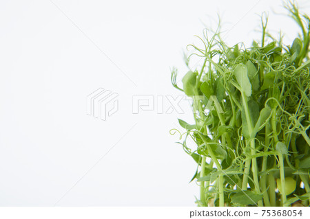 微香草瘋豌豆 微香草瘋豌豆 75368054
