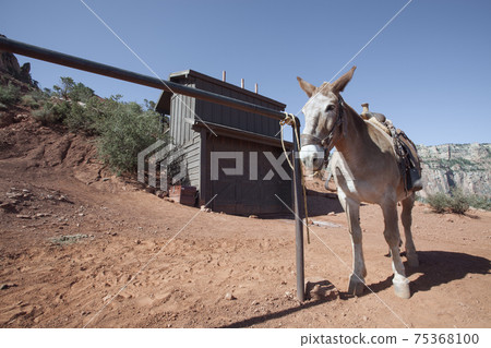 horse station 75368100