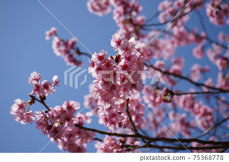 橫濱猩紅色櫻花橫濱公園 橫濱猩紅色櫻花橫濱公園 75368778