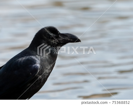 瓢蟲玻璃 瓢蟲玻璃 75368852