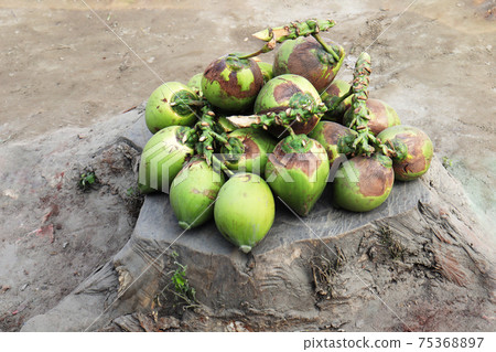 green coconut stock on shop for sell 75368897