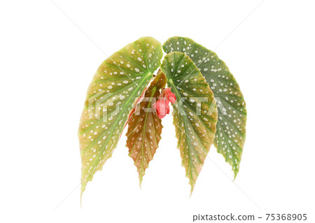 Isolated Begonia flower and leaves 75368905