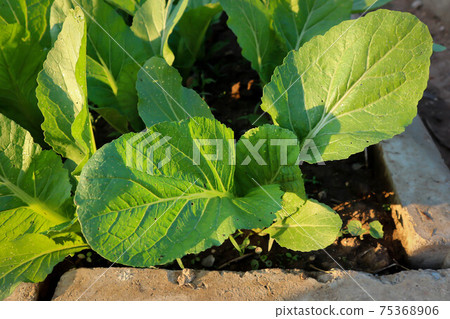 brassica juncea, green lettuce or lettuce 75368906