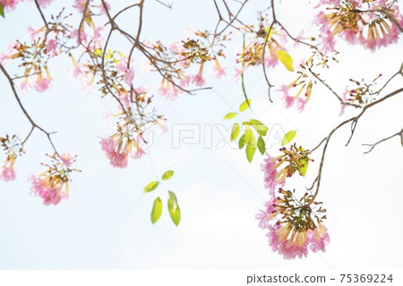 Chompoo Pantip (Tabebuia rosea, Pink Trumpet tree) 75369224