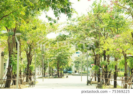 cherry blossom, flowers, flower 75369225