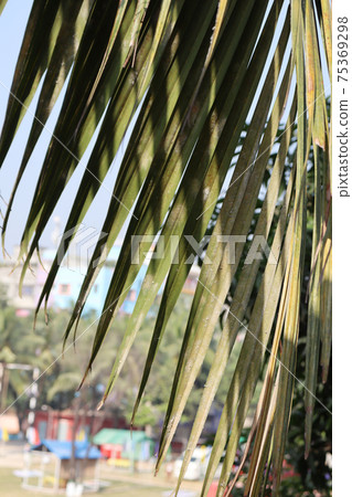 green colored coconut tree on firm green colored coconut tree on firm 75369298