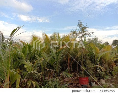green colored coconut tree on firm green colored coconut tree on firm 75369299