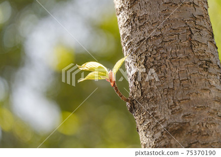 [Spring] Young leaves of Shuzenji cold cherry blossoms in the sunlight 75370190