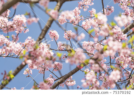 Shuzenji Kanzakura和膨脹的花蜜吮吸它的花蜜 75370192
