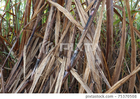 sugarcane flower with nature 75370508