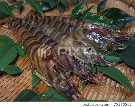 Fresh prawns Fresh prawns 75370591