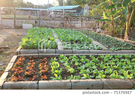 brassica juncea, green lettuce or lettuce 75370987