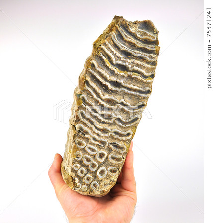 Mammoth tooth in a hand. Mammoth tooth in a hand. 75371241
